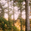 Cinecolor - Primaries LUT Pack