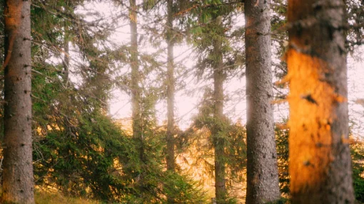 Cinecolor - Primaries LUT Pack